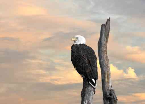 Bald eagle at sunset