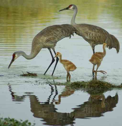 Sandhill Crane Family Wading in a Pond - Central Florida