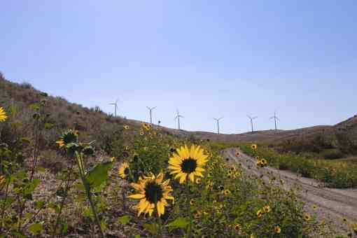 Wind Turbine Landscape