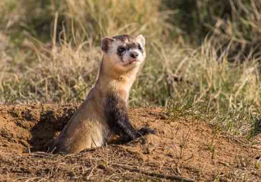 Black-Footed Ferret in Burrow