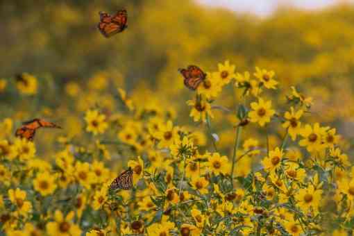 Monarch Butterflies on Marigold Flowers - Chautauqua National Wildlife Refuge - Illinois