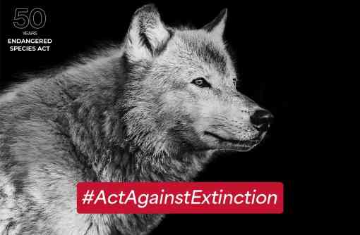 A gray wolf against a dark background with the words Act Against Extinction and 50 Years of the ESA