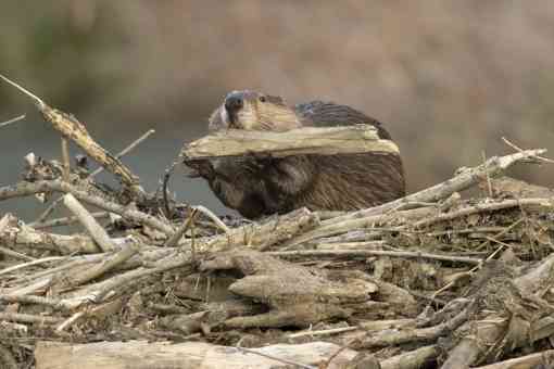 Beaver chewing on a log
