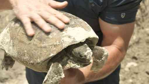 Gopher tortoise being rescued