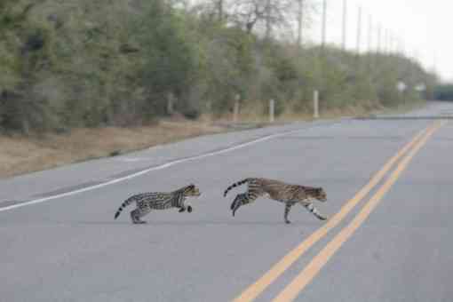 Ocelot and Kitten Crossing Road, Texas 