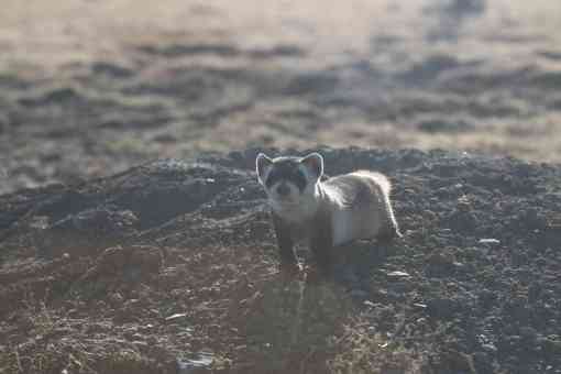 Black footed ferret looking