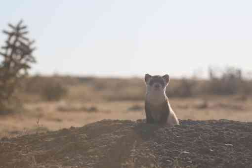 Black-footed ferret in burrow