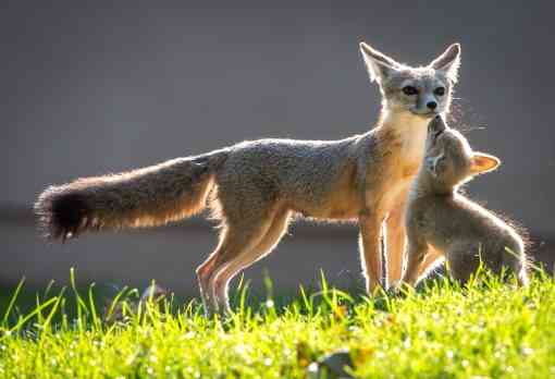 San Joaquin Kit Fox Mother and Kit - Kern County - California