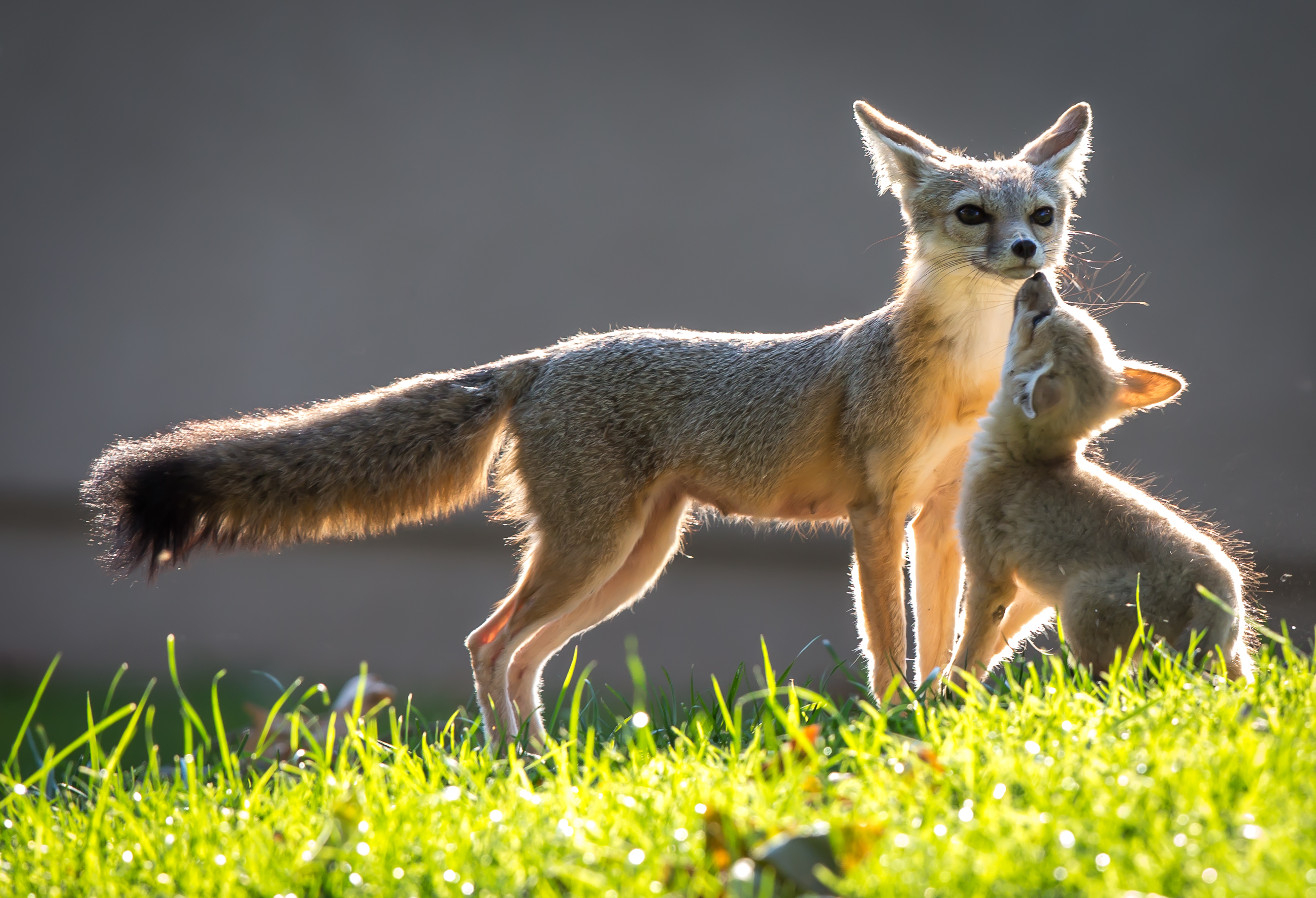 biodiversity hotspot assignment San Joaquin Kit Fox Mother and Kit - Kern County - California