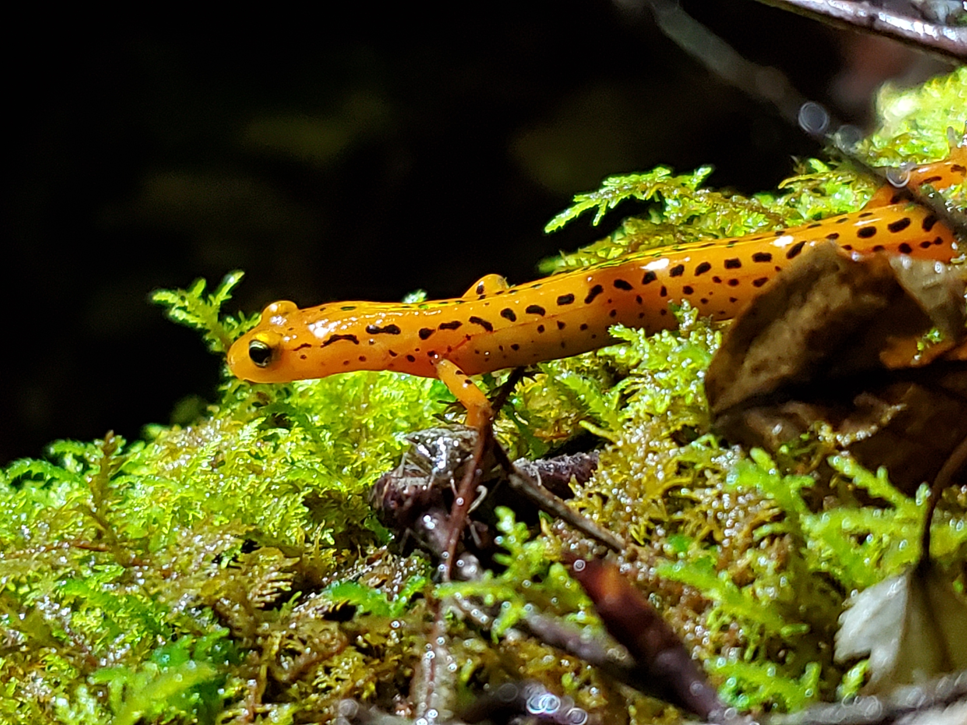 biodiversity hotspot assignment Yellow longtail salamander on vegetation
