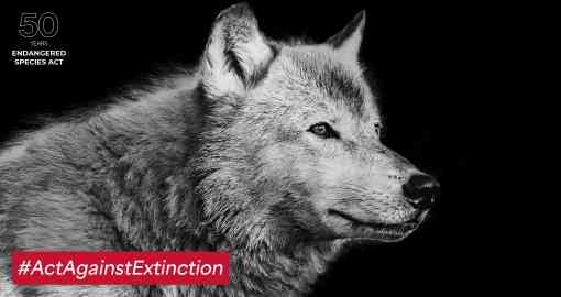 ActAgainstExtinction-Defenders-Gray-Wolf