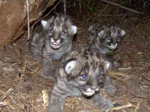  Florida Panther Kittens in Den - FWS