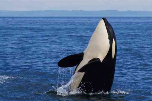 Young J-Pod Southern Resident Orca - Straight of George - British Columbia - Canada - Katie Jones
