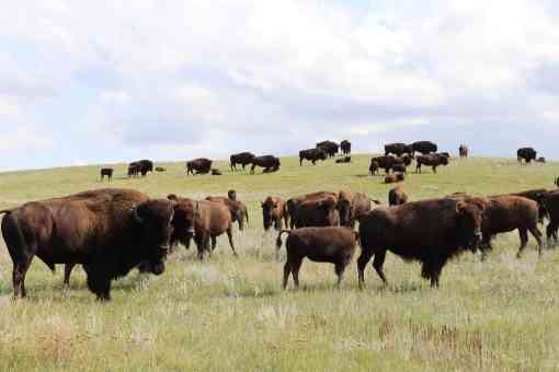 Fort Peck Bison Release - Herd on bison on hill - WS landscape - Chamois Andersen-DOW