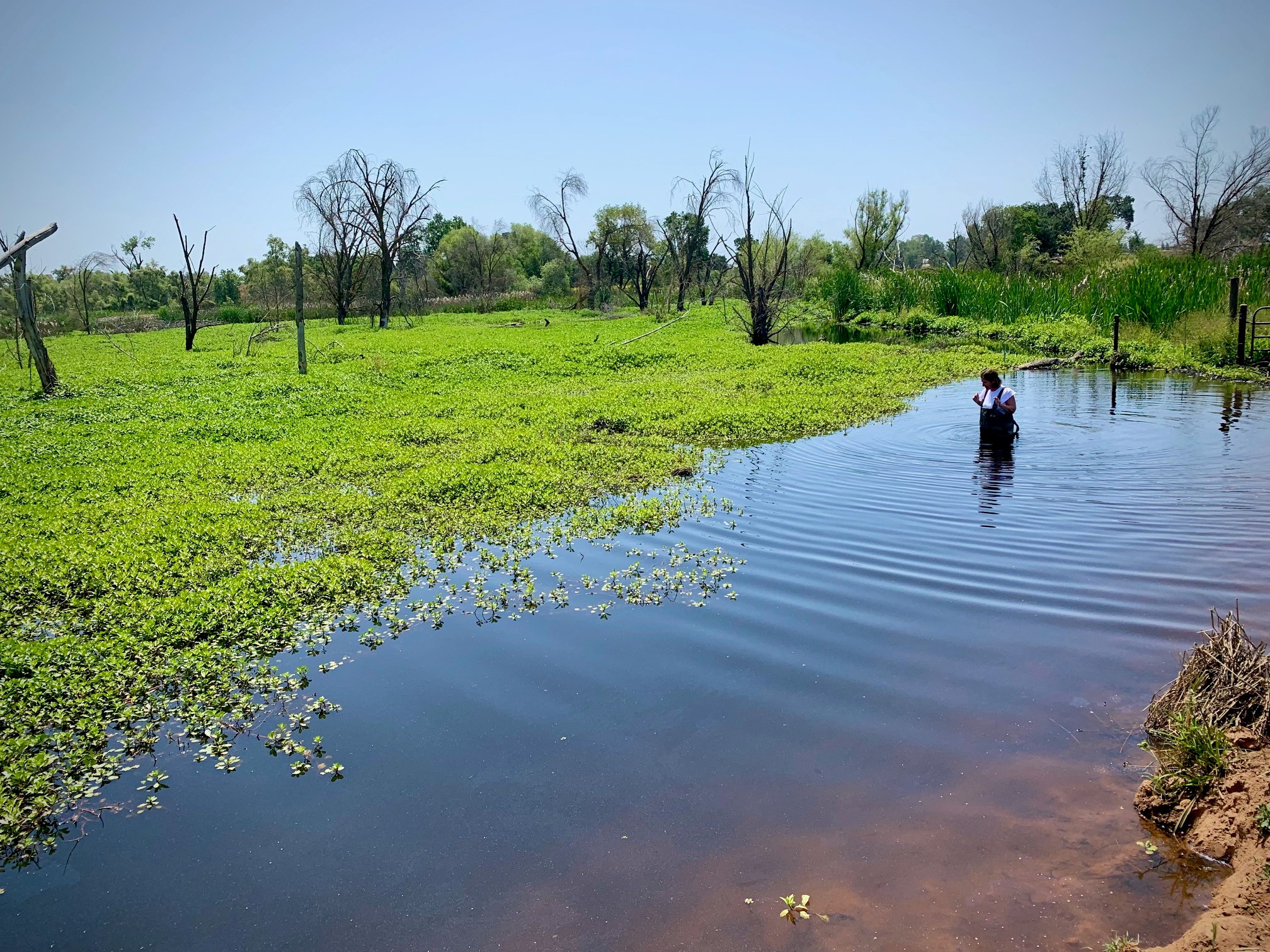 Leave It to Beavers: Keystone Species Provides Nature-based Restoration