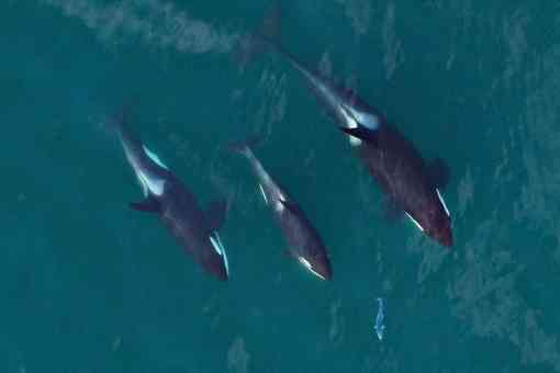 A family group of southern resident orcas chasing a salmon - Image taken from an unmanned hexacopter at more than100ft - NOAA SWFSC, SR3 and the Coastal Ocean Research Institute - NMFS permit #19091