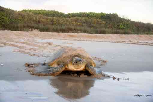 2010.08.27 - Loggerhead Sea Turtle Heading to the Sea - Archie Carr National Wildlife Refuge - Brevard County - Florida - Robbyn Spratt