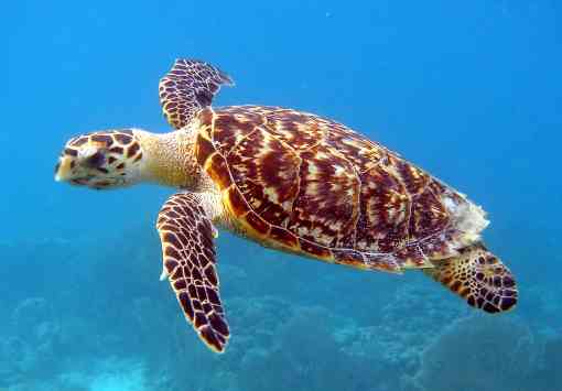 2011.06.16 - Hawksbill Sea Turtle - Caroline S. Rogers - NOAA