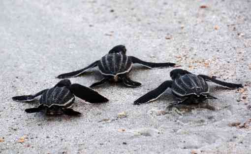 2014.07.25 - Leatherback Sea Turtle Hatchlings - Amelia Island - Florida - Kathryn Brooks