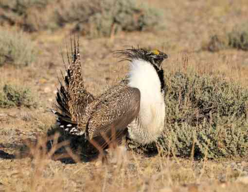 2015.3.18 - Greater Sage Grouse - Seedskadee National Wildlife Refuge - Wyoming - Tom Koerner - FWS
