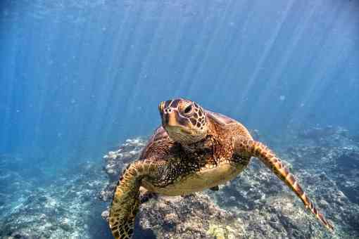 2017.09.21 - Green Sea Turtle - Swimming - Papahānaumokuākea Marine National Monument - Hawaii - NOAA