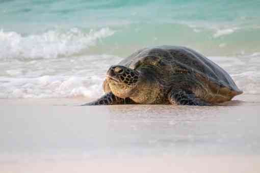2022.05.20 - Green Sea Turtle on Beach - Midway Atoll National Wildlife Refuge - Hawaii - Percy Ulsamer-USFWS