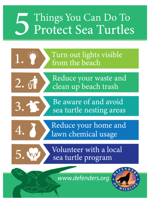 5 Things to Do to Help Turtles.