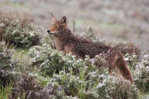 2008.06.05 - Coyote in Sagebrush - Yellowstone National Park - Wyoming - Joanne McCubrey