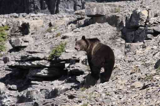 2013.09.12 - Grizzly Bear on Rocky Slope - Highline Trail - Glacier National Park - Montana - Mark Kalmbach