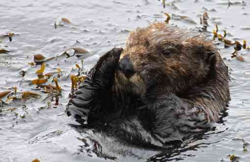 2014.07.26 - Southern Sea Otter - California - Lilian Carswell-USFWS