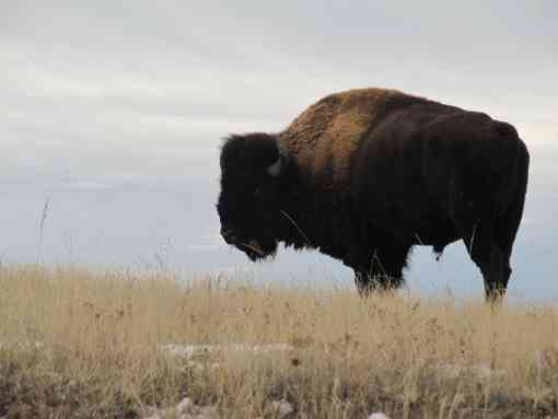2014.11.22 - Lone Bison - Badlands - South Dakota - Kristie Mach