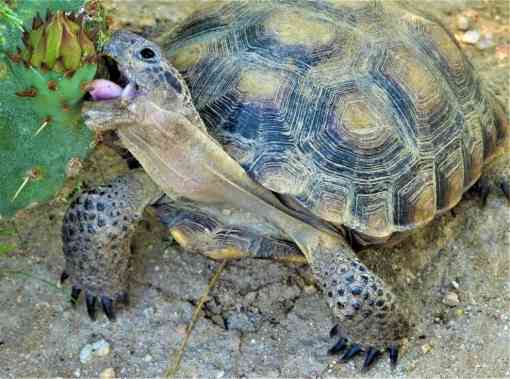 2020.01.24 - Agassiz Desert Tortoise - Palisades Donor Walk - Palisades Ranch Ecological Reserve - California - Tom Egan - DOW