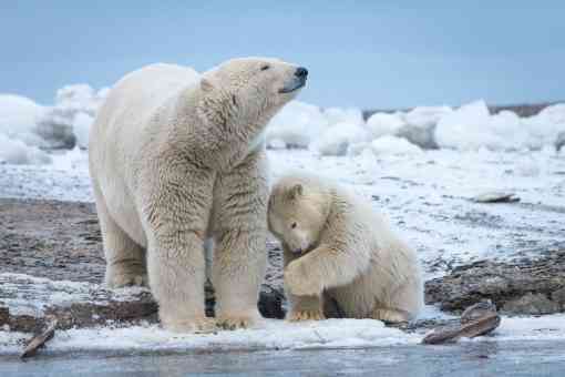 2015.10.03 - Polar Bear Mother With Cub - Arctic National Wildlife Refuge - Alaska - Debbie Tubridy