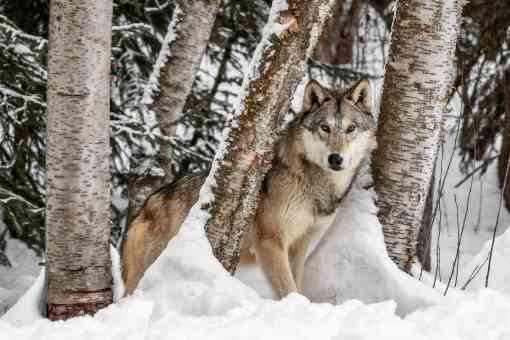 2017.02.06 - Gray Wolf in a Snowy Forest - Montana - wesdotphotography-Alamy Stock Photo