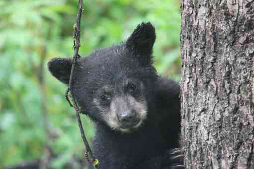 2017.06.12 - Black Bear Looking Around a Tree - Tongass National Forest - Alaska - Jen Christopherson - DOW