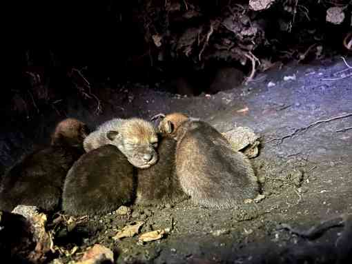  All Files 2023.05.22 - Red Wolf Pup Litter - Red Wolf Recovery Program
