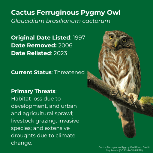 Cactus Ferruginous Pygmy Owl Glaucidium brasilianum cactorum Original date listed: 1997 Date removedL 2006 Date relisted: 2023 Primary Threats: Habitat loss due to development, and urban and agricultural sprawl; livestock grazing; invasive species; and extensive droughts due to climate change. 