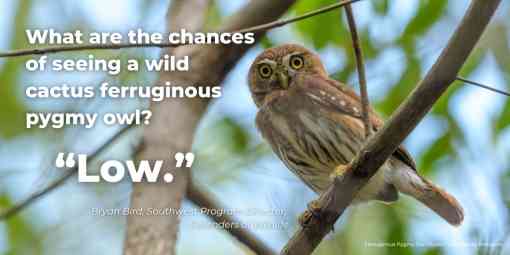 A graphic: a Ferruginous pygmy owl looks down from a tree. The text on the image says "What are the chances of seeing a wild cactus ferruginous pygmy owl? 'Low' -Bryan Bird, Southwest Program Director"