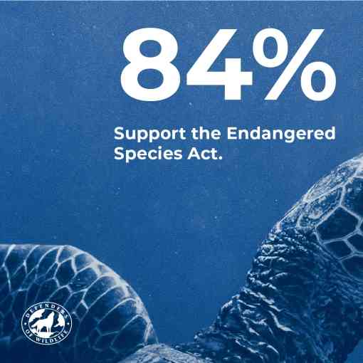 84% Support the Endangered Species Act