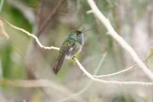 Honduran Emerald Hummingbird on a branch