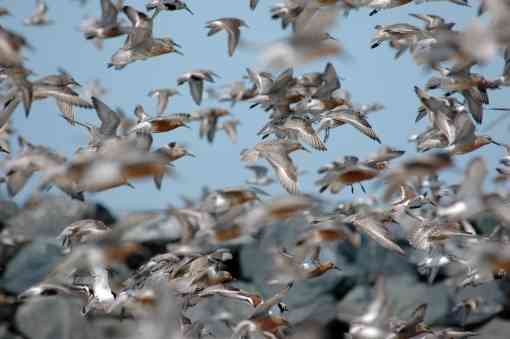 2007.05.22 - Rufa Red Knot Flock - Gregory Breese/USFWS