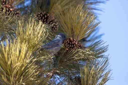 A pinyon jay sits in a tree, eating a pine cone.