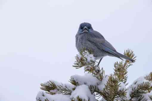 Pinyon jay sits in a tree covered in snow in New Mexico.