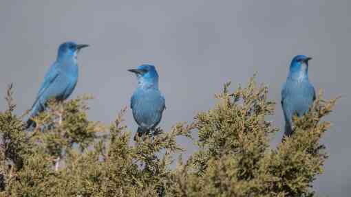 Three pinyon jays sit in the top branches in a tree in Nevada.