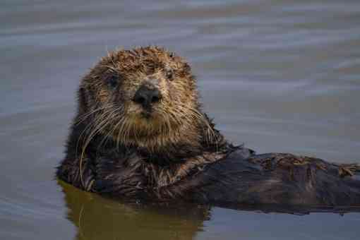 Southern sea otter looking straight at camera floating In the water on back
