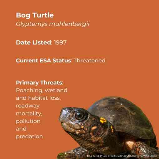 A orange info graphic about the Bog Turtle. It says they were listed in 1997 and are currently listed as Threatened under the ESA.