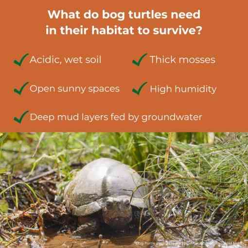 An orange graphic with a bog turtle on the bottom. The graphic reads: "What do bog turtles need in their habitat to survive? Acidic, wet soil / Open sunny spaces / Deep mud layers fed by ground water / Thick mosses / High Humidity