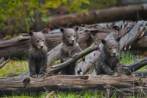 Three young, wet grizzly bear cubs stand over a fallen tree. Their hind legs are behind the branch, but their front are perched up on it, helping them "stand" on two legs.