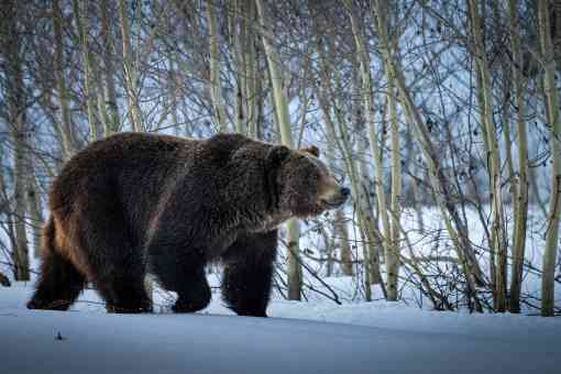 Grizzly bear walking through snow at Grand Teton National Park
