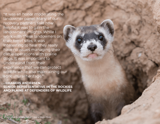 A photo of a black-footed ferret with a quote from Chamois Andersen (Defenders of Wildlife) overlaid.